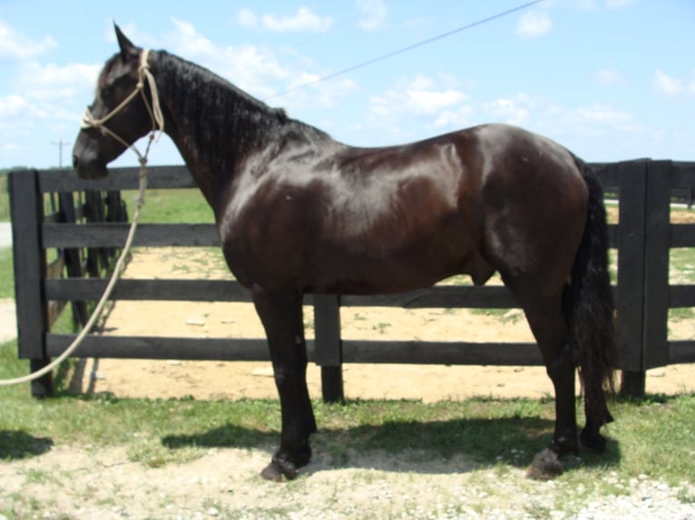 Konie fryzyjskie Wałach 12 lat 163 cm Kara in Hillsboro, OH