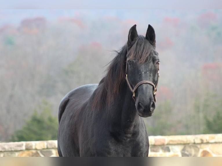 Konie fryzyjskie Mix Wałach 12 lat 165 cm Kara in Millerstown, PA