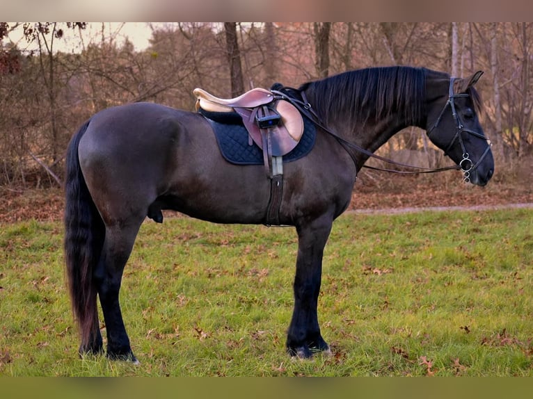 Konie fryzyjskie Mix Wałach 12 lat 173 cm Kara in Middleboro