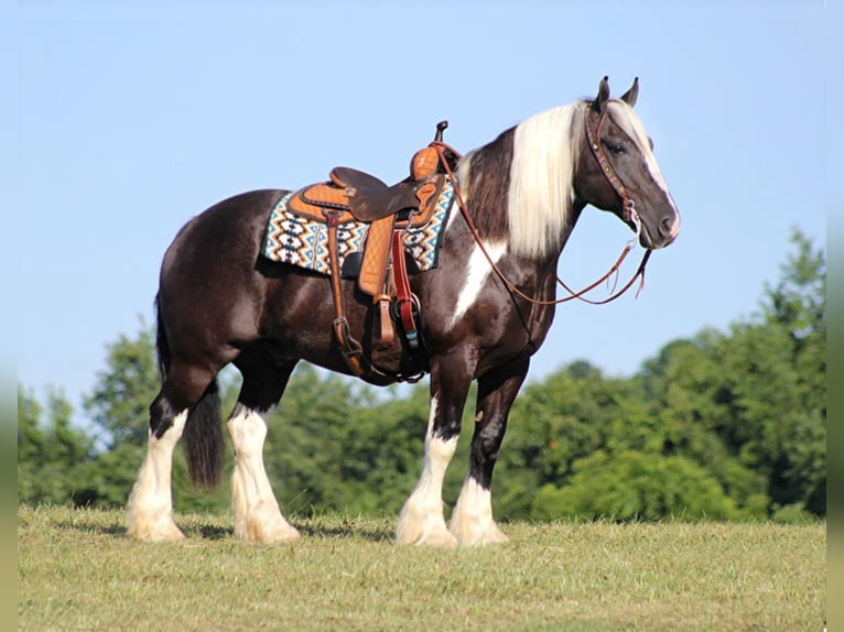 Konie fryzyjskie Wałach 13 lat 152 cm Tobiano wszelkich maści in Brodhead KY