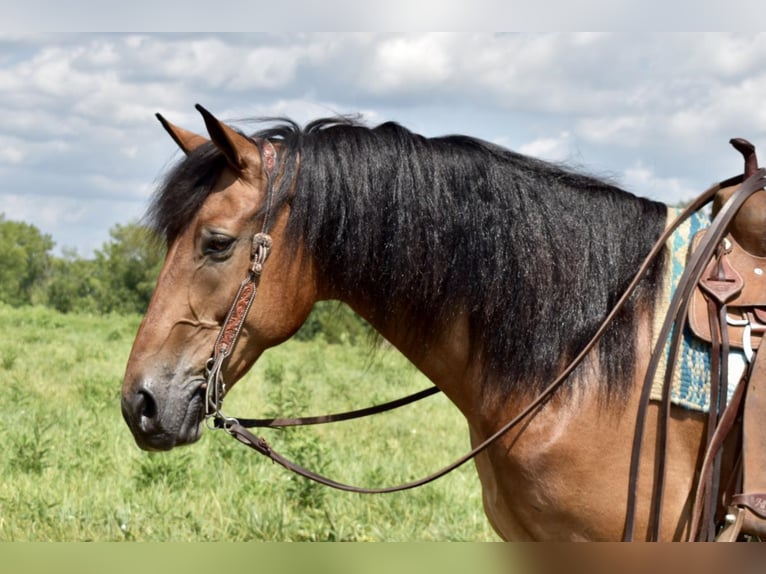 Konie fryzyjskie Mix Wałach 13 lat 163 cm Gniada in Orchard, KY