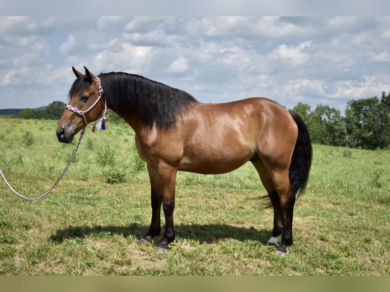 Konie fryzyjskie Mix Wałach 13 lat 163 cm Gniada in Orchard, KY