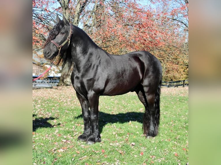 Konie fryzyjskie Wałach 14 lat 168 cm Kara in Allentown, NJ