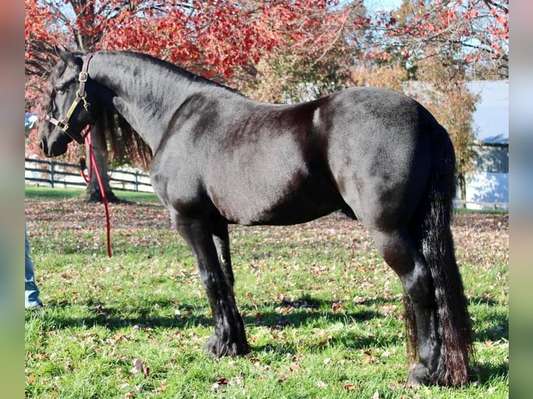 Konie fryzyjskie Wałach 14 lat 168 cm Kara in Allentown, NJ