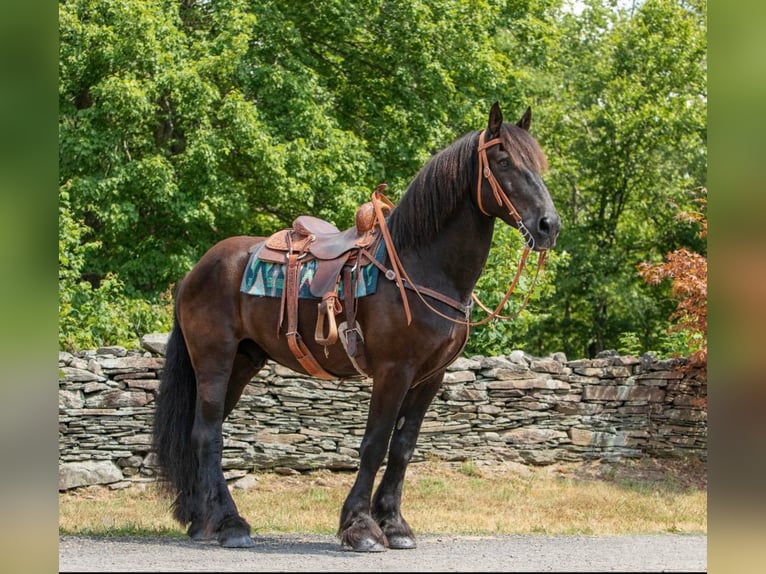 Konie fryzyjskie Wałach 16 lat 170 cm Kara in Bedford Pa