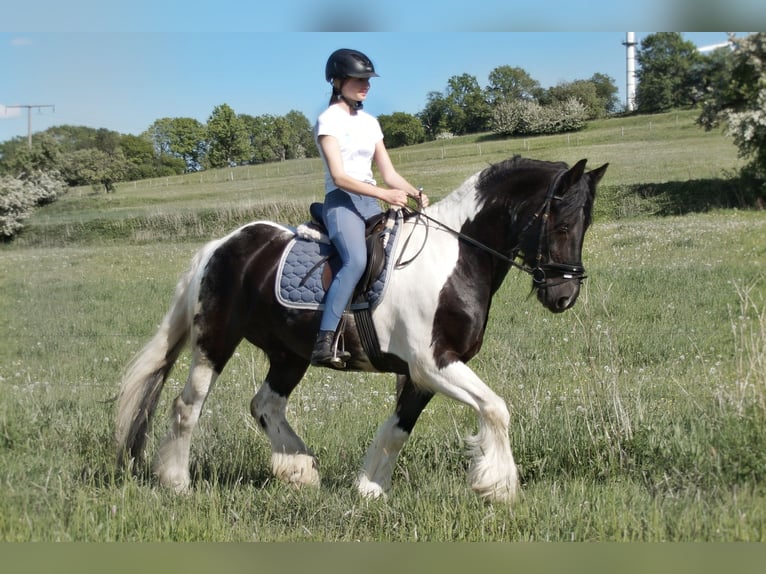 Konie fryzyjskie Mix Wałach 18 lat 161 cm Srokata in Freiensteinau