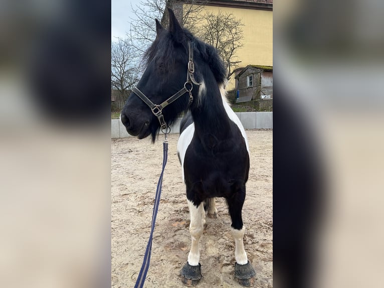 Konie fryzyjskie Mix Wałach 18 lat 161 cm Srokata in Freiensteinau