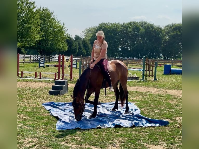 Konie fryzyjskie Wałach 3 lat 147 cm Gniada in Narvon, PA