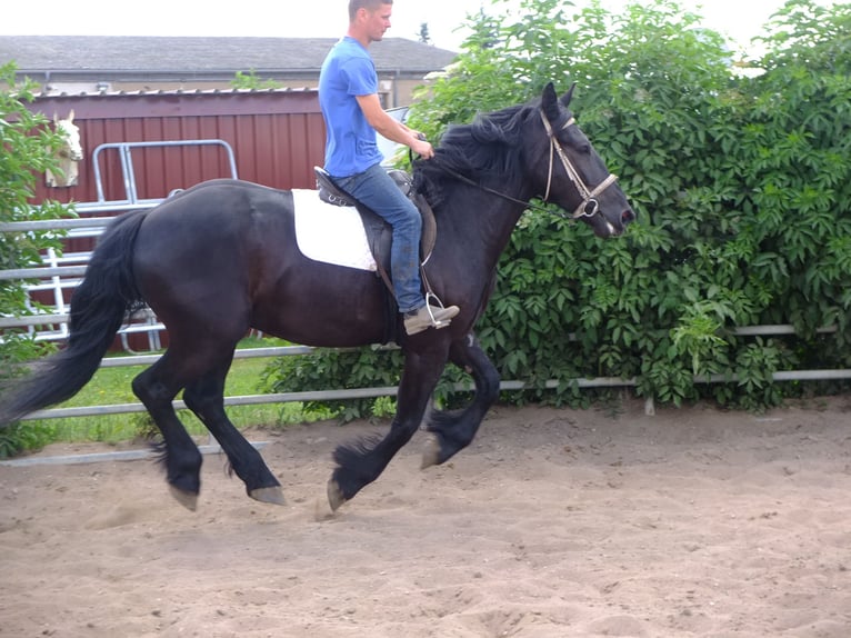 Konie fryzyjskie Mix Wałach 3 lat 165 cm Kara in Buttstädt