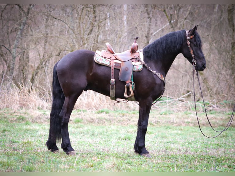 Konie fryzyjskie Wałach 3 lat 165 cm Kara in Flemmingsburg KY