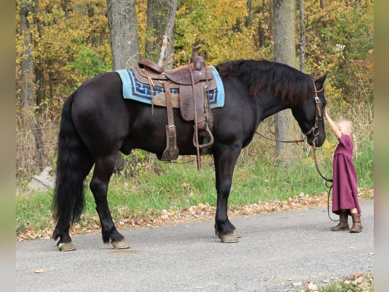 Konie fryzyjskie Mix Wałach 4 lat 142 cm Kara in Coal City