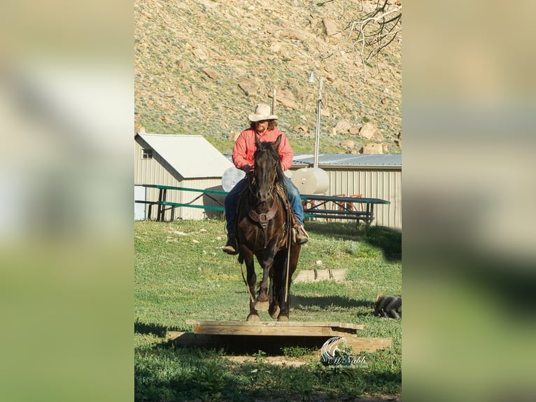 Konie fryzyjskie Wałach 4 lat 150 cm Kara in Cody, WY