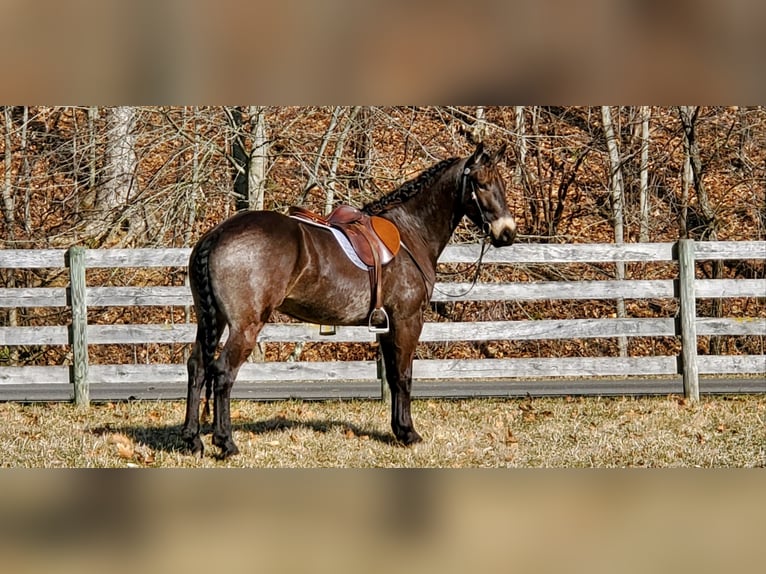 Konie fryzyjskie Wałach 4 lat 157 cm Jelenia in Fresno, OH