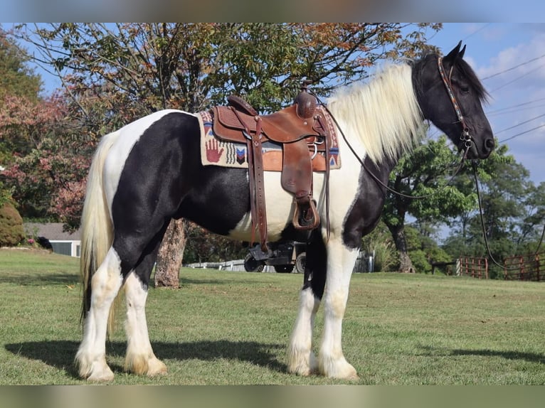 Konie fryzyjskie Wałach 4 lat 163 cm in Jonestown, PA