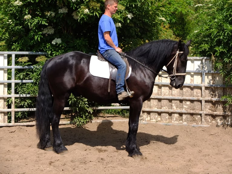 Konie fryzyjskie Mix Wałach 4 lat 165 cm Kara in Buttstädt