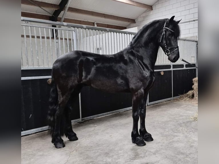 Konie fryzyjskie Wałach 4 lat 165 cm Kara in Bladel
