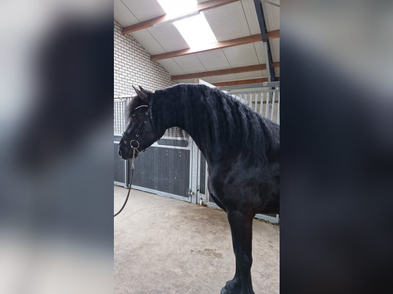 Konie fryzyjskie Wałach 4 lat 165 cm Kara in Bladel