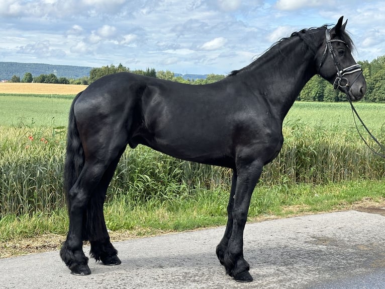 Konie fryzyjskie Wałach 4 lat 170 cm Kara in Riedlingen