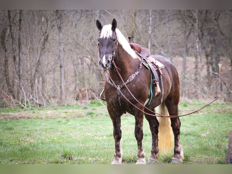 Konie fryzyjskie Wałach 4 lat 173 cm Siwa jabłkowita in Flemingsburg Ky