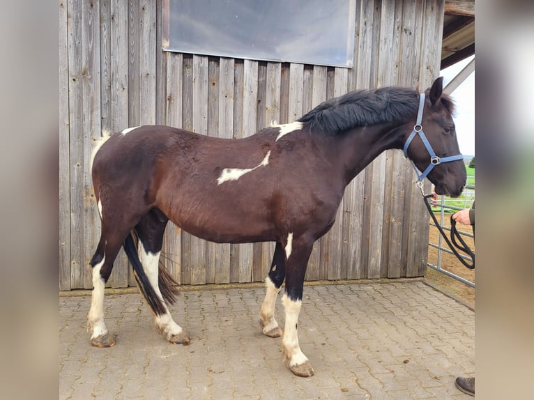 Konie fryzyjskie Mix Wałach 4 lat 173 cm Srokata in Homberg (Ohm)