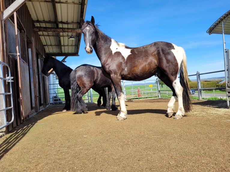Konie fryzyjskie Mix Wałach 4 lat 173 cm Srokata in Homberg (Ohm)