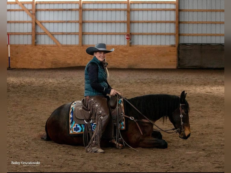 Konie fryzyjskie Wałach 4 lat Gniada in Everett PA