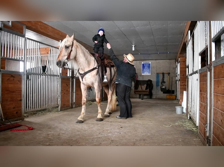 Konie fryzyjskie Mix Wałach 4 lat Izabelowata in Rebersburg, PA
