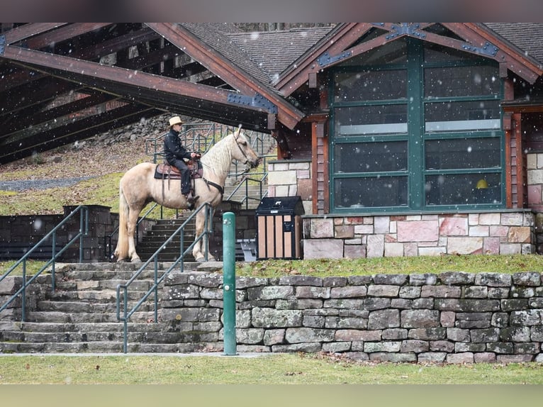 Konie fryzyjskie Mix Wałach 4 lat Izabelowata in Rebersburg, PA