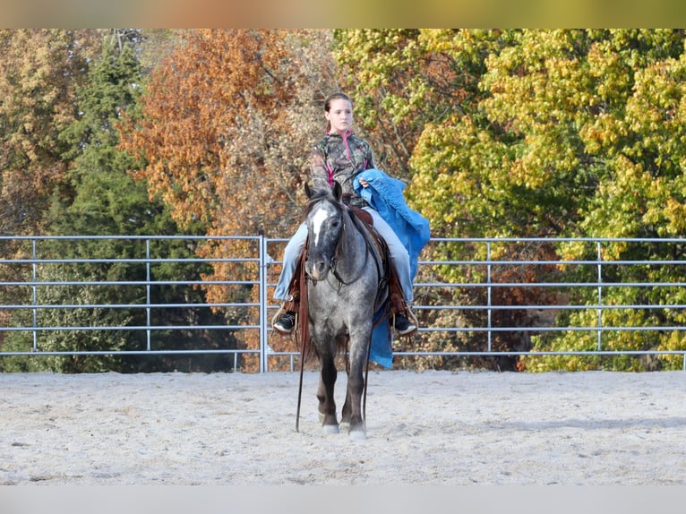Konie fryzyjskie Mix Wałach 5 lat 140 cm in Purdy, MO