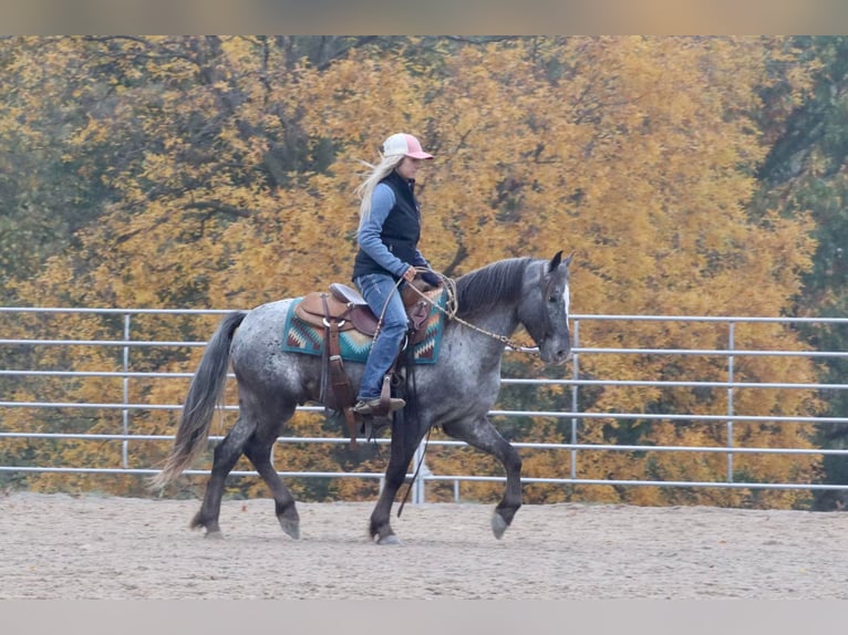 Konie fryzyjskie Mix Wałach 5 lat 140 cm in Purdy, MO