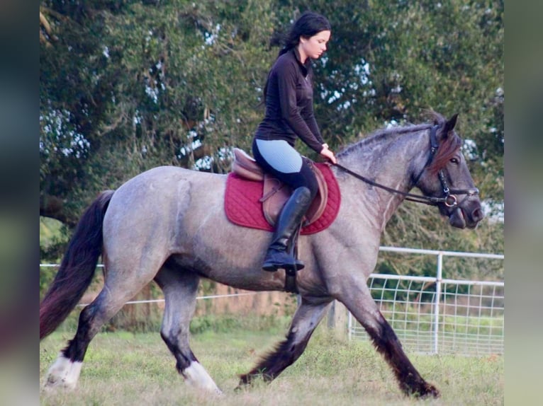 Konie fryzyjskie Wałach 5 lat 145 cm Karodereszowata in Mims FL
