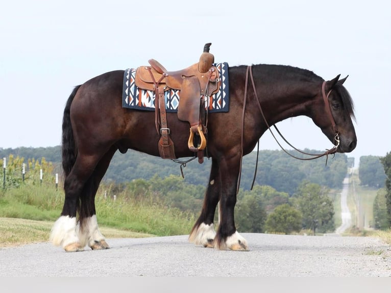 Konie fryzyjskie Mix Wałach 5 lat 147 cm Kara in Mount Vernon