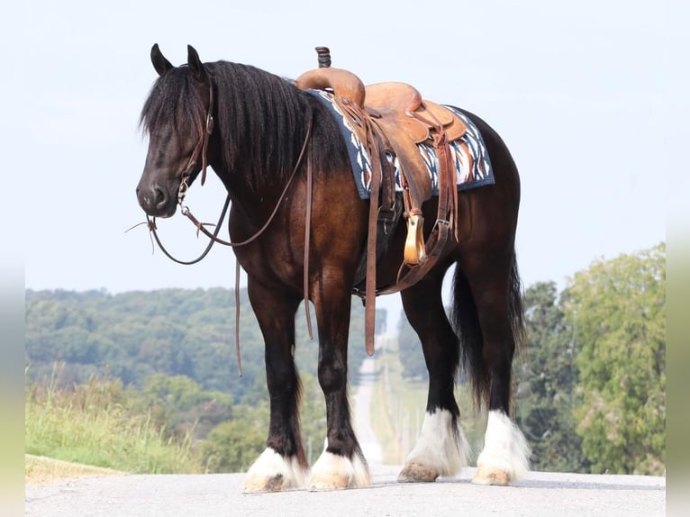 Konie fryzyjskie Mix Wałach 5 lat 147 cm Kara in Mount Vernon