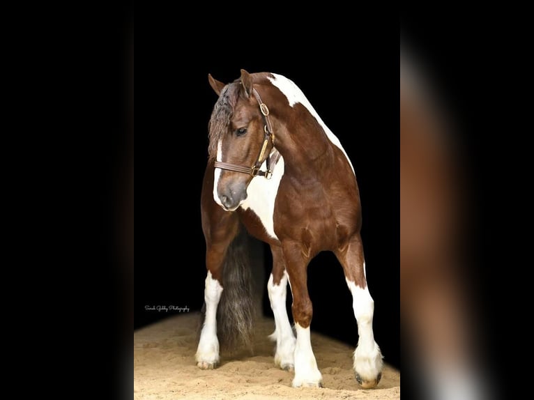 Konie fryzyjskie Mix Wałach 5 lat 150 cm Ciemnokasztanowata in Oelwein, IA