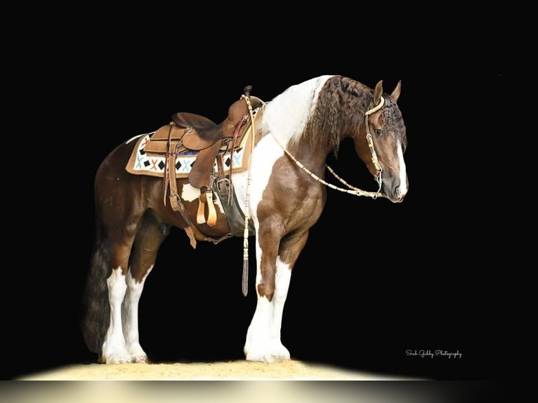 Konie fryzyjskie Mix Wałach 5 lat 150 cm Ciemnokasztanowata in Oelwein, IA