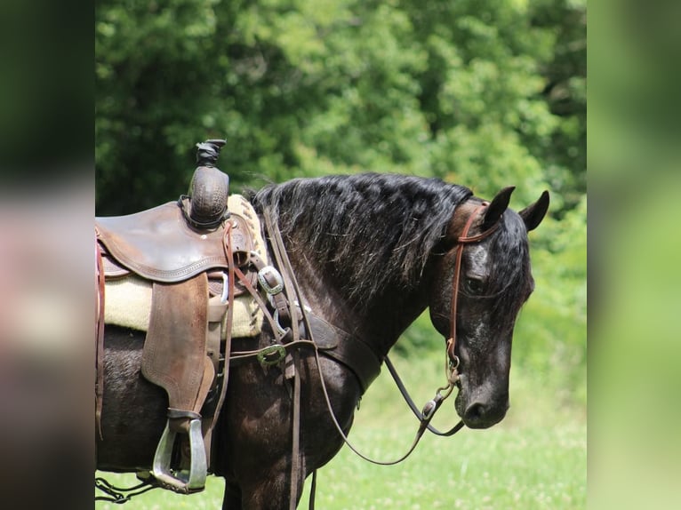Konie fryzyjskie Wałach 5 lat 150 cm Kara in Tompkinsville Ky