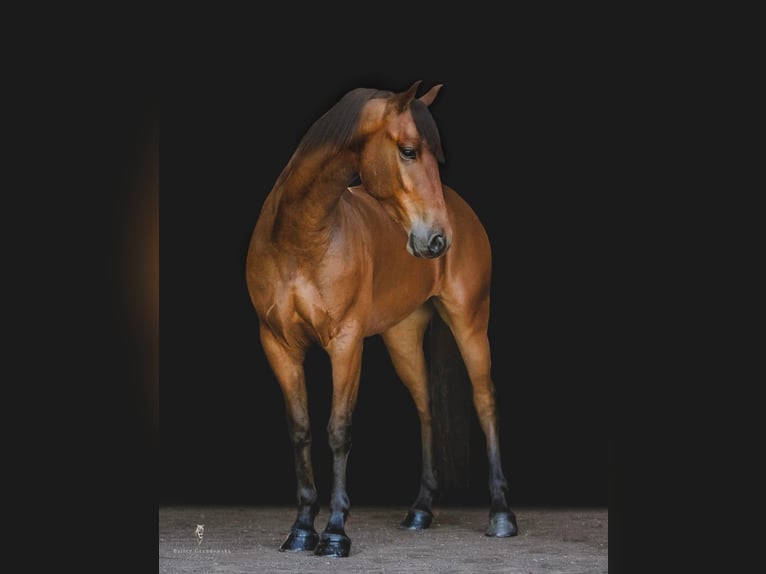Konie fryzyjskie Wałach 5 lat 152 cm Gniada in Everett PA