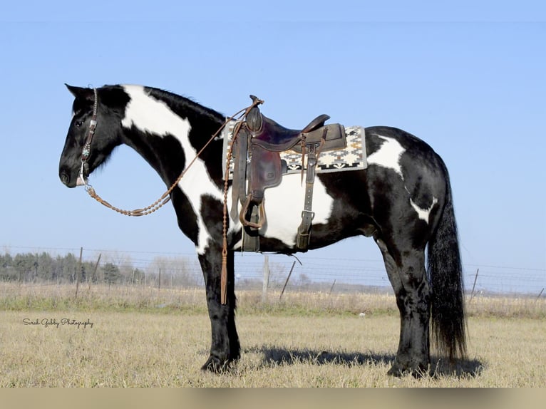 Konie fryzyjskie Wałach 5 lat 155 cm Overo wszelkich maści in Fairbank IA