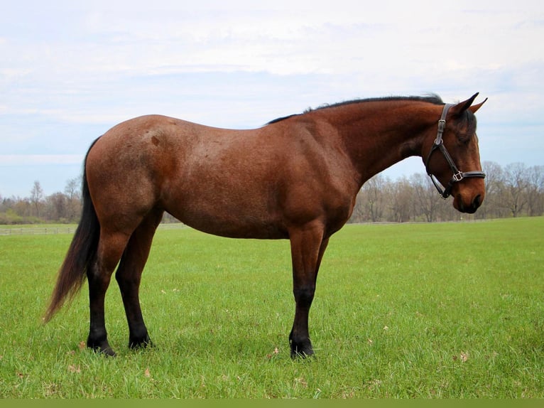 Konie fryzyjskie Wałach 5 lat 157 cm Gniadodereszowata in HIghland MI
