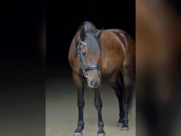 Konie fryzyjskie Mix Wałach 5 lat 160 cm Ciemnogniada in Rochester
