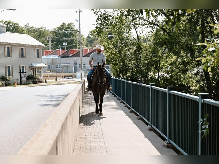 Konie fryzyjskie Wałach 5 lat 160 cm Kara in Dalton, OH
