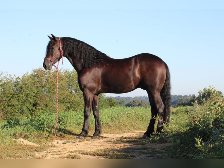 Konie fryzyjskie Mix Wałach 5 lat 160 cm Kara in Baltic, OH