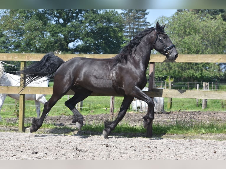 Konie fryzyjskie Wałach 5 lat 161 cm Kara in Achtmaal