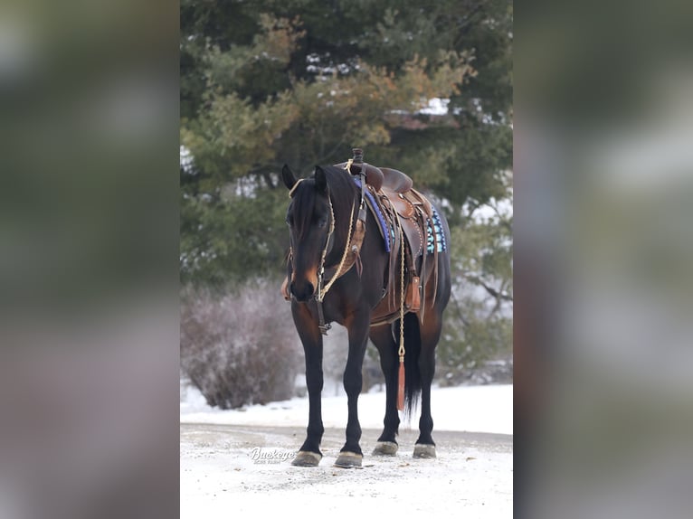 Konie fryzyjskie Mix Wałach 5 lat 163 cm Gniada in Millersburg