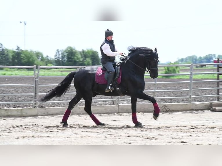 Konie fryzyjskie Wałach 5 lat 163 cm Kara in Great Falls