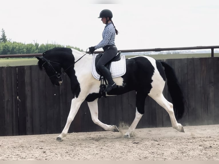 Konie fryzyjskie Wałach 5 lat 170 cm Kara in Holland