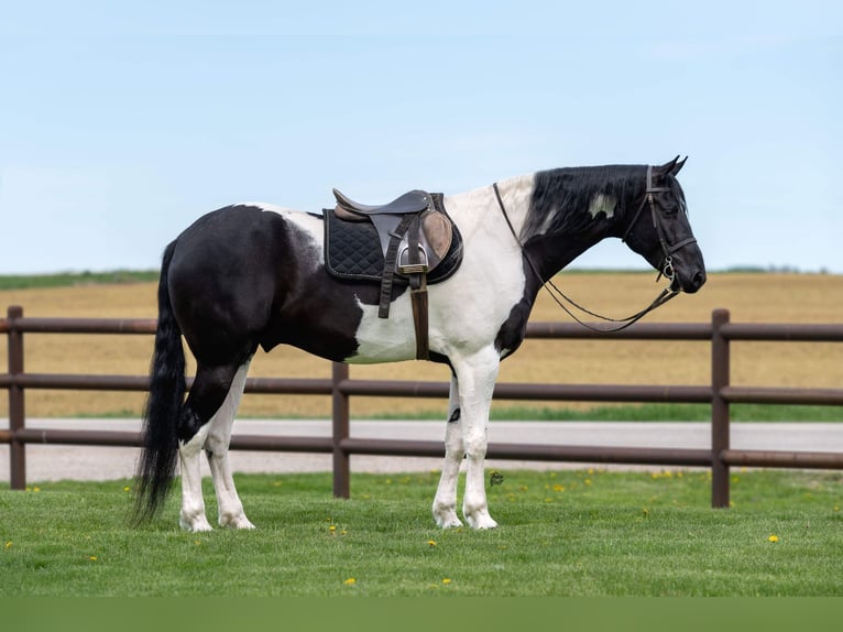 Konie fryzyjskie Wałach 5 lat 170 cm Kara in Holland