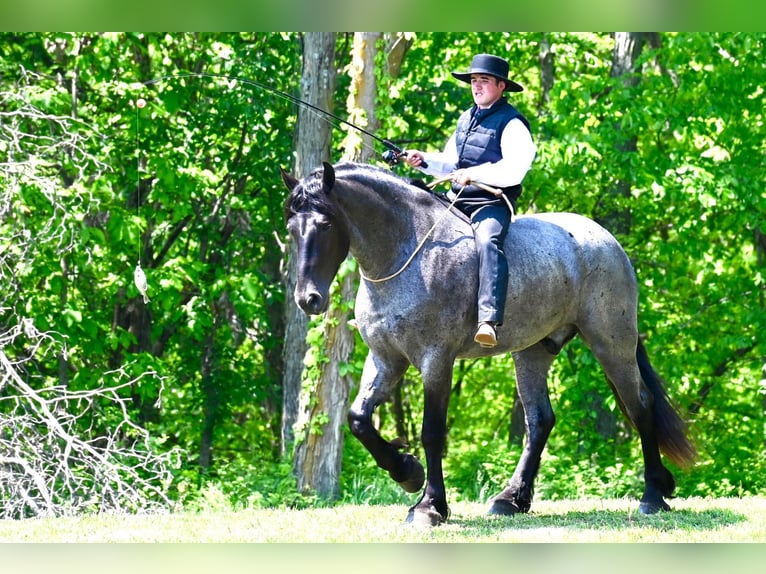 Konie fryzyjskie Wałach 5 lat 173 cm Karodereszowata in Fairbank IA