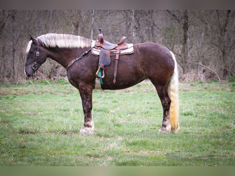 Konie fryzyjskie Wałach 5 lat 173 cm Siwa jabłkowita in Flemingsburg Ky