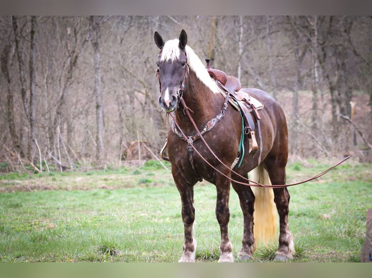 Konie fryzyjskie Wałach 5 lat 173 cm Siwa jabłkowita in Flemingsburg Ky